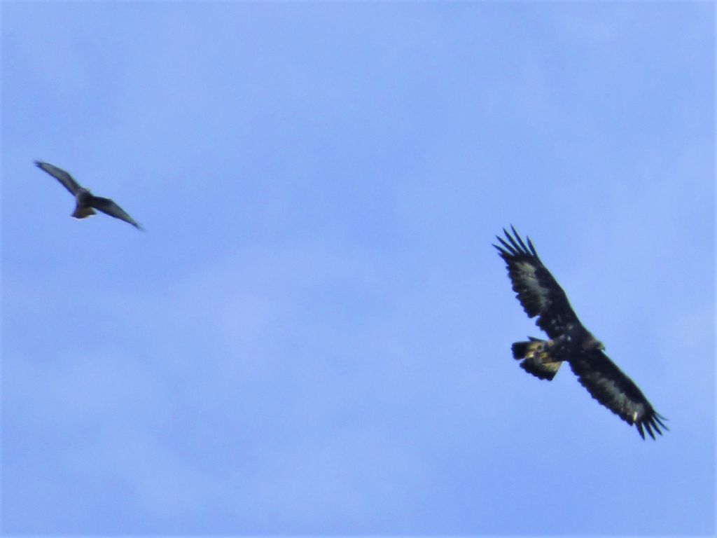 Aquila reale (Aquila chrysaetos)